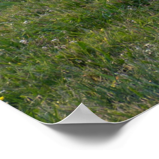 Grazing Horses ポスター (角)