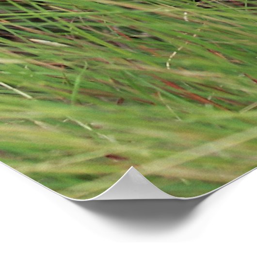 Grazing Longhorn ポスター (角)