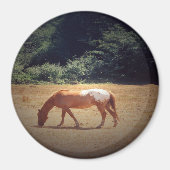 Grazing Palomino.... マグネット (正面)