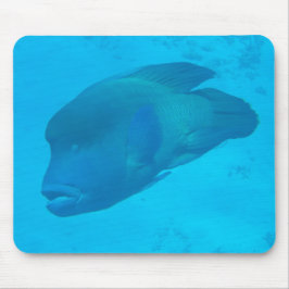 Great Barrier Reef Napoleon Wrasse Fish マウスパッド