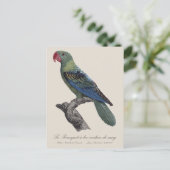 Great-Billed Parrot, Tanygnathus Megalorynchos ポストカード (スタンド正面)