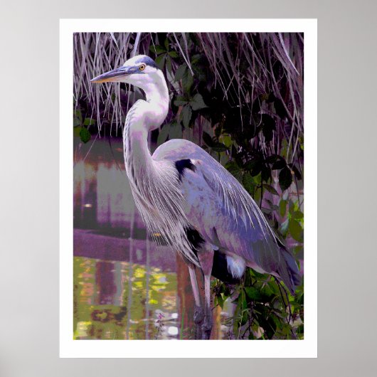 Great Blue Heron ポスター (正面)