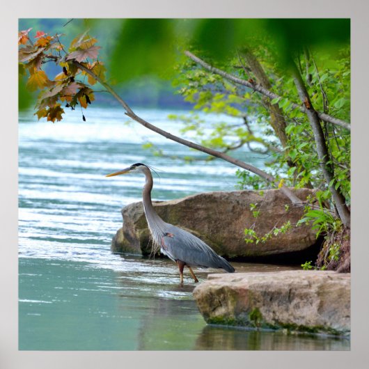 Great Blue Heron ポスター (正面)