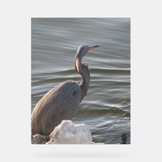Great Blue Heron by the Water アクリルサイン