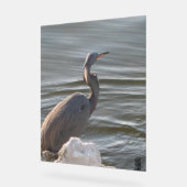 Great Blue Heron by the Water アクリルサイン (傾斜)