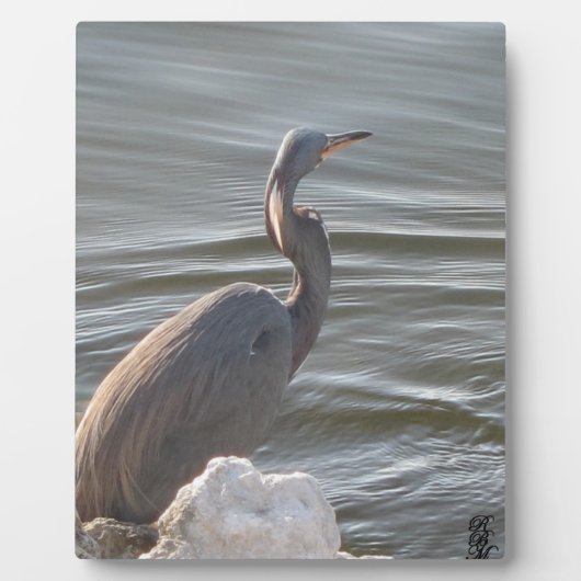 Great Blue Heron by the Water フォトプラーク (正面)