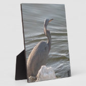 Great Blue Heron by the Water フォトプラーク (側面)