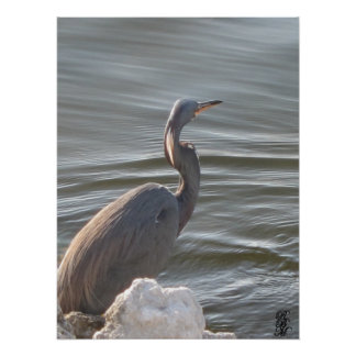Great Blue Heron by the Water ポスター