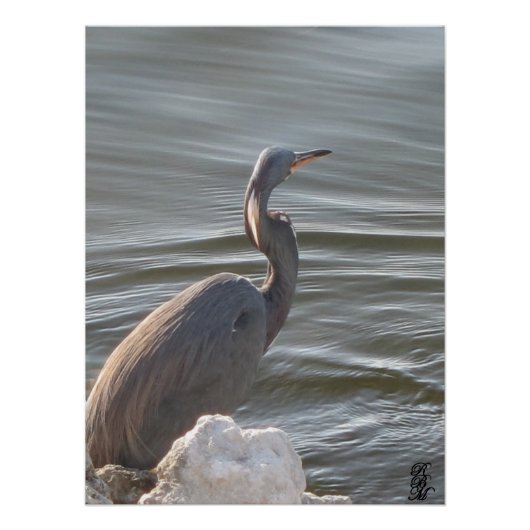 Great Blue Heron by the Water ポスター (正面)