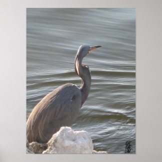 Great Blue Heron by the Water ポスター