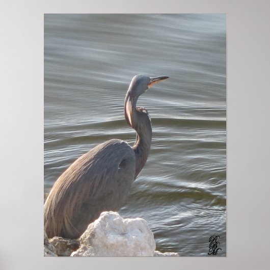 Great Blue Heron by the Water ポスター (正面)