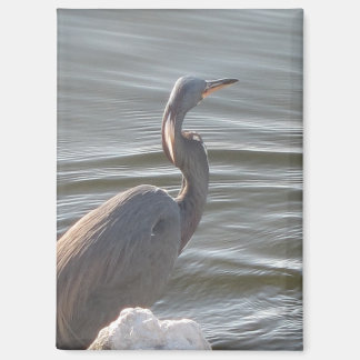 Great Blue Heron by the Water マグネット