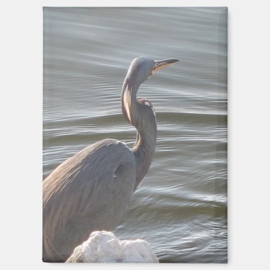 Great Blue Heron by the Water マグネット (正面)
