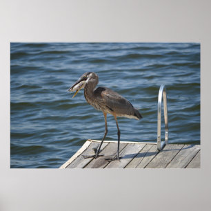 Great Blue Heron Close Up ポスター