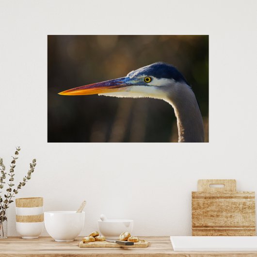 Great Blue Heron, close up portrait ポスター (キッチン)