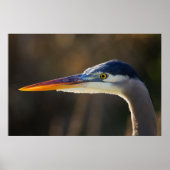 Great Blue Heron, close up portrait ポスター (正面)