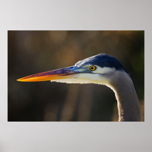 Great Blue Heron, close up portrait ポスター (正面)