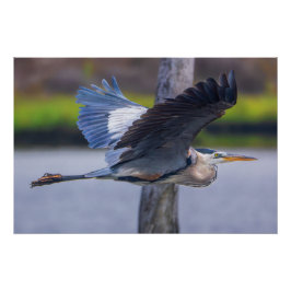 Great Blue Heron Flight Wildlife Bird Photography ポスター
