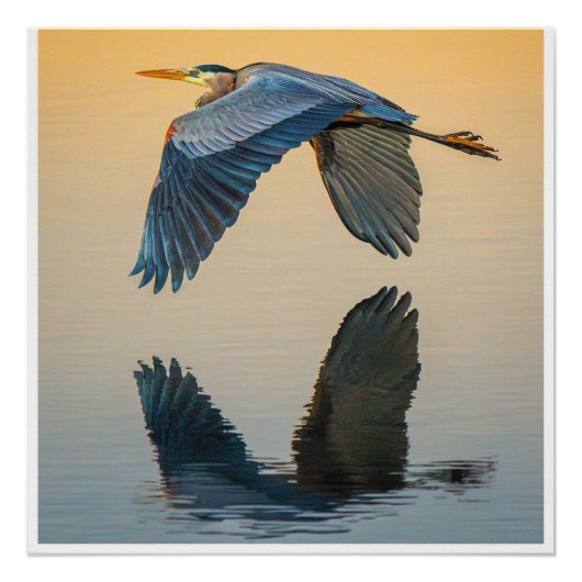 Great Blue Heron Flying Over Calm Water Poster ポスター (正面)