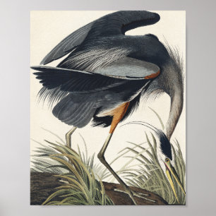 Great Blue Heron from Birds of America ポスター