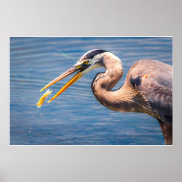 Great Blue Heron Hunting Prey Wildlife Art Print ポスター