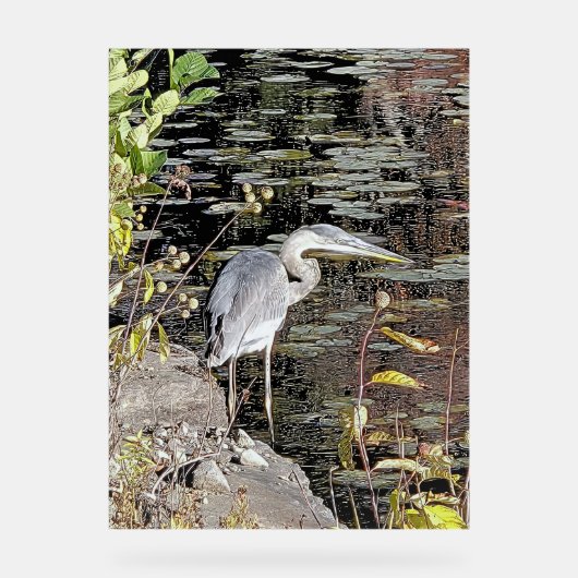 Great Blue Heron on Pond アクリルサイン (正面)