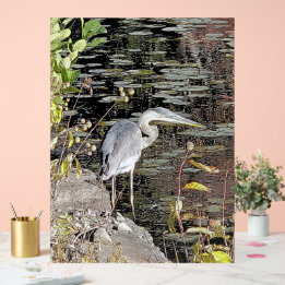 Great Blue Heron on Pond アクリルサイン