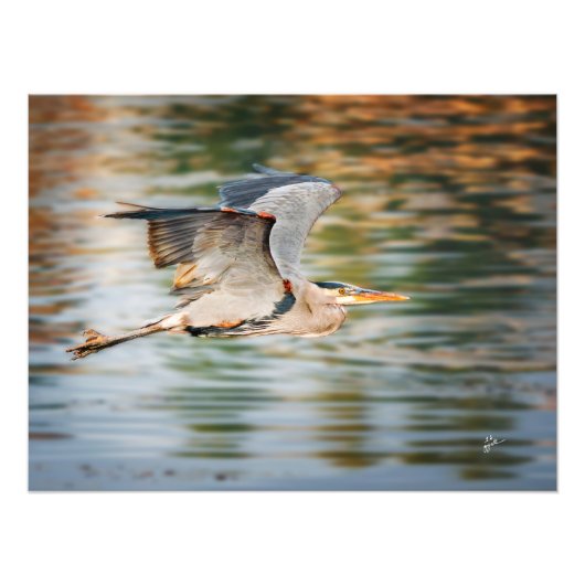Great Blue Heron Over Lake Wildlife Print フォトプリント (正面)