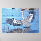 Great Blue Heron Spreading Wings Poster ポスター (正面)