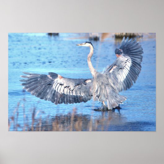 Great Blue Heron Spreading Wings Poster ポスター (正面)