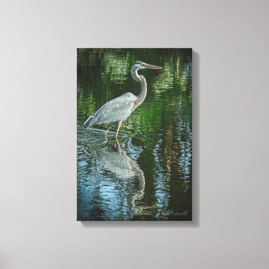 "Great Blue Heron" Stretched Canvas Print キャンバスプリント (正面)