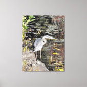 Great Blue Heron Stretched Canvas Print キャンバスプリント (正面)