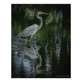 "Great Blue Heron" Stretched Canvas Print ポスター