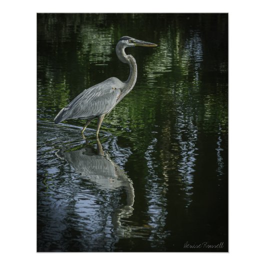 "Great Blue Heron" Stretched Canvas Print ポスター (正面)