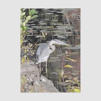 Great Blue Heron Stretched Canvas Print 薄葉紙