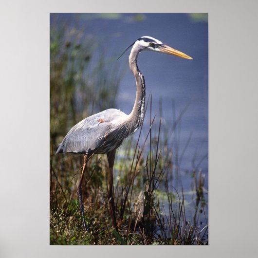 Great Blue Heron water bird ポスター (正面)