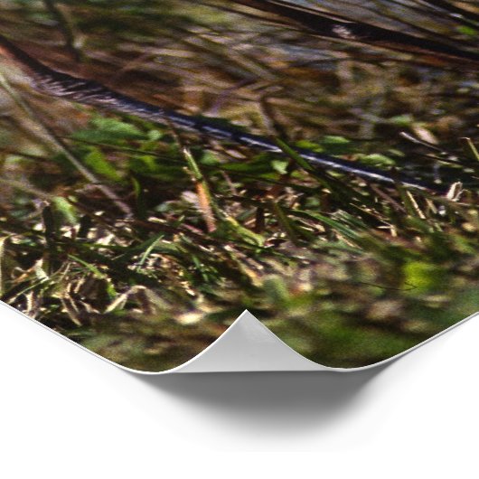 Great Blue Heron water bird found throughout ポスター (角)