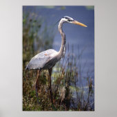 Great Blue Heron water bird found throughout ポスター (正面)