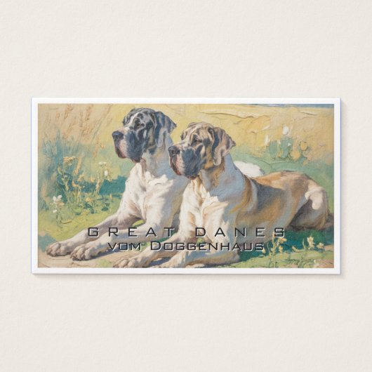 Great Dane  (正面)