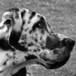 GREAT DANE 卵形バックル<br><div class="desc">A beautiful black and white photographic design of a Great Dane dog.</div>