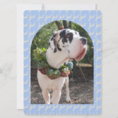 Great Dane Birthday Invitation with Photo 招待状 (裏面)