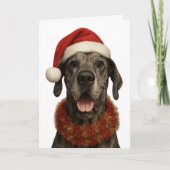 Great Dane in a Santa hat Christmas card カード (正面)