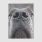 Great Dane Nose  薄葉紙 (正面)