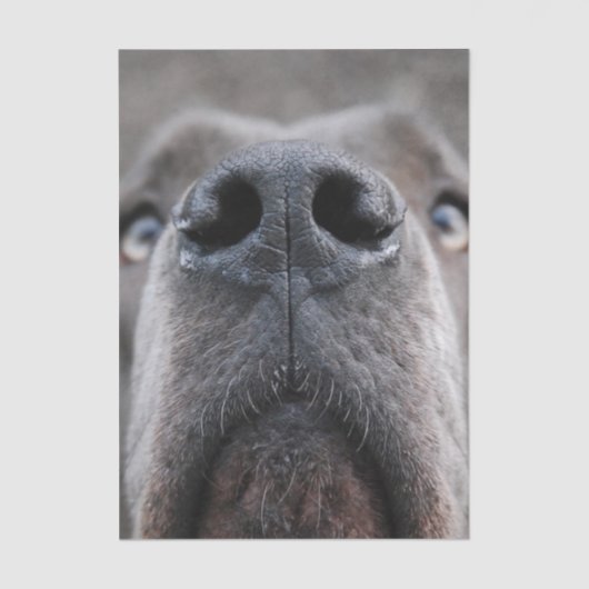 Great Dane Nose  薄葉紙 (正面)