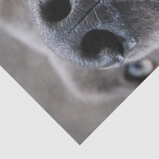 Great Dane Nose  薄葉紙 (詳細)