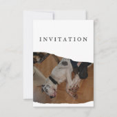 Great Dane Photo invitation  招待状 (正面)