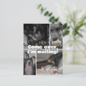 Great Dane Photography  ポストカード (スタンド正面)