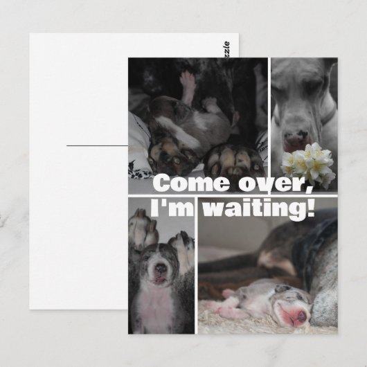 Great Dane Photography  ポストカード (正面/裏面)