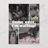 Great Dane Photography  ポストカード (正面)