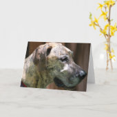 Great Dane Profile Greetingカード カード (黄色い花)
